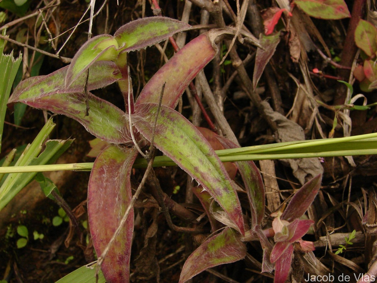 Cyanotis villosa (Spreng.) Schult. & Schult.f.
